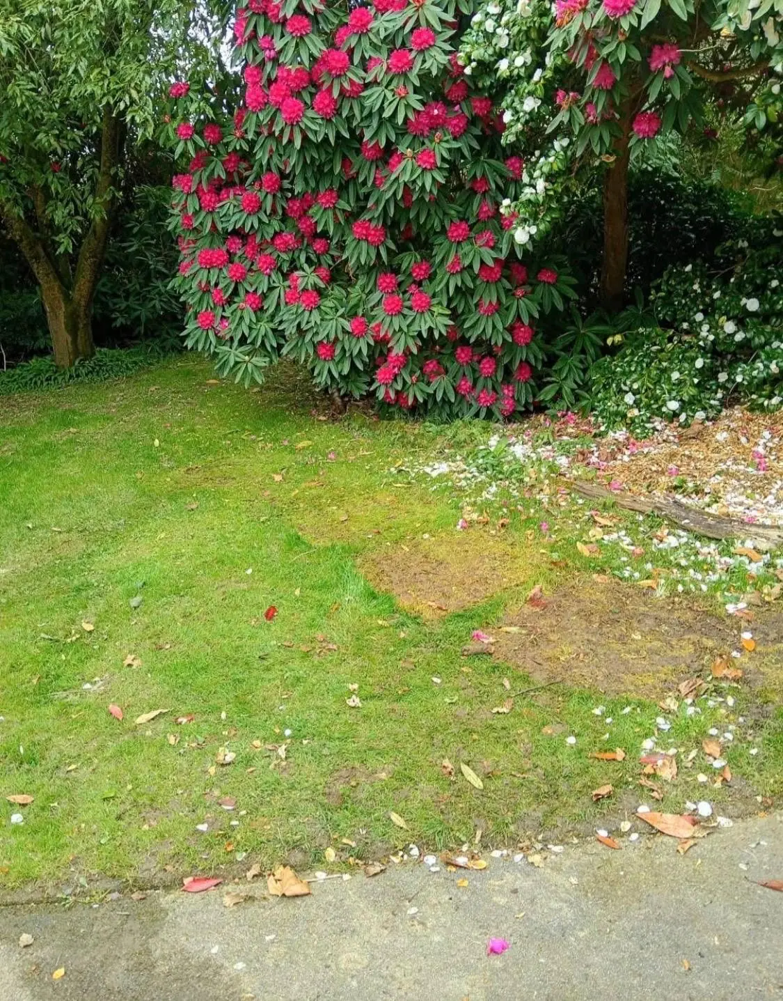 After. Bags lifted and taken away, lawn clear.