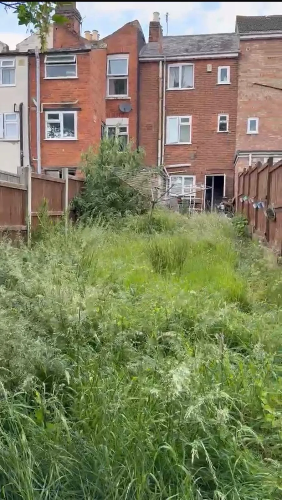 Before. Grass and weeds above waist height right across the plot behind the terrace.