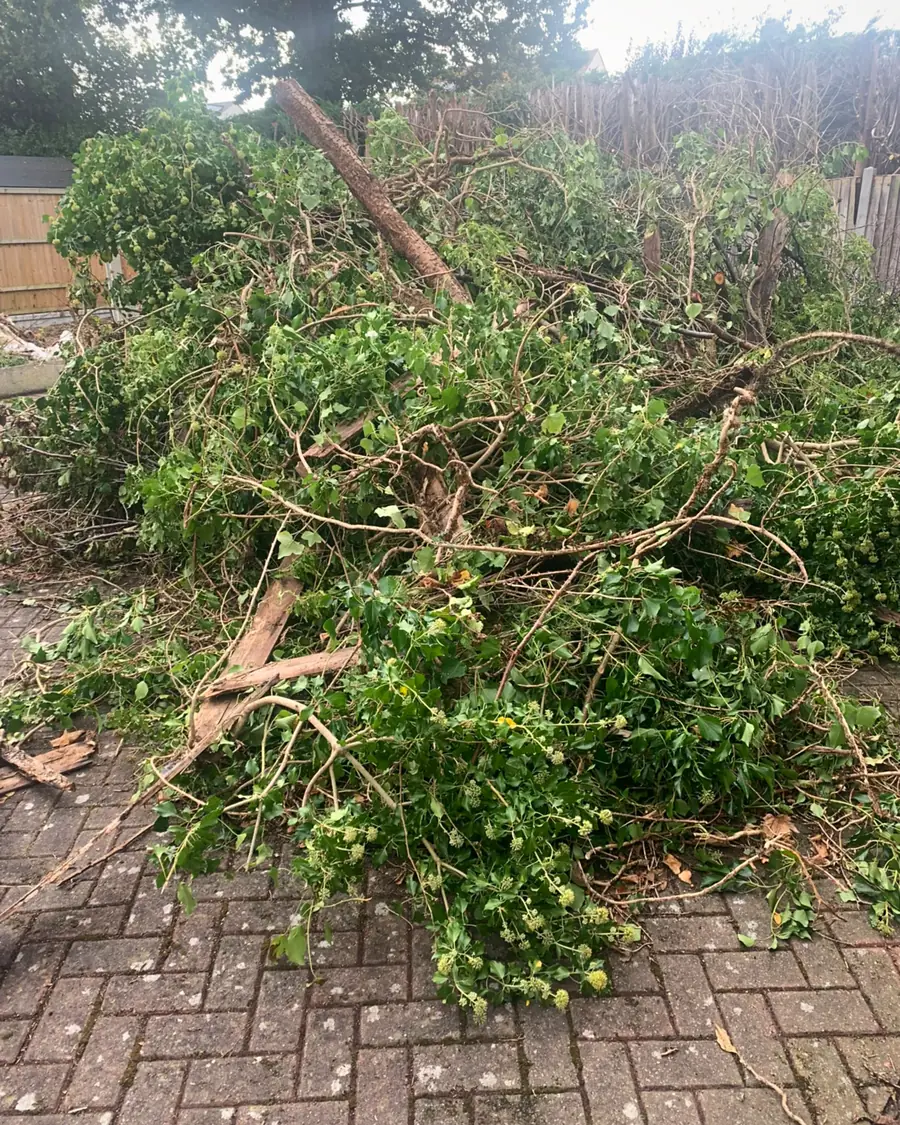 A large pile of cut branches, ivy and hedge cuttings on block paving, with a long cut limb lying across the top and a wooden fence behind