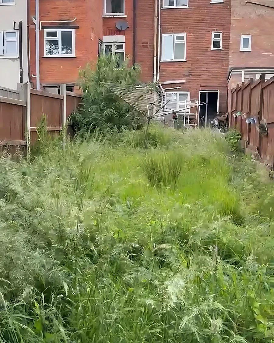 Before: Grass and weeds above waist height right across the plot behind the terrace.