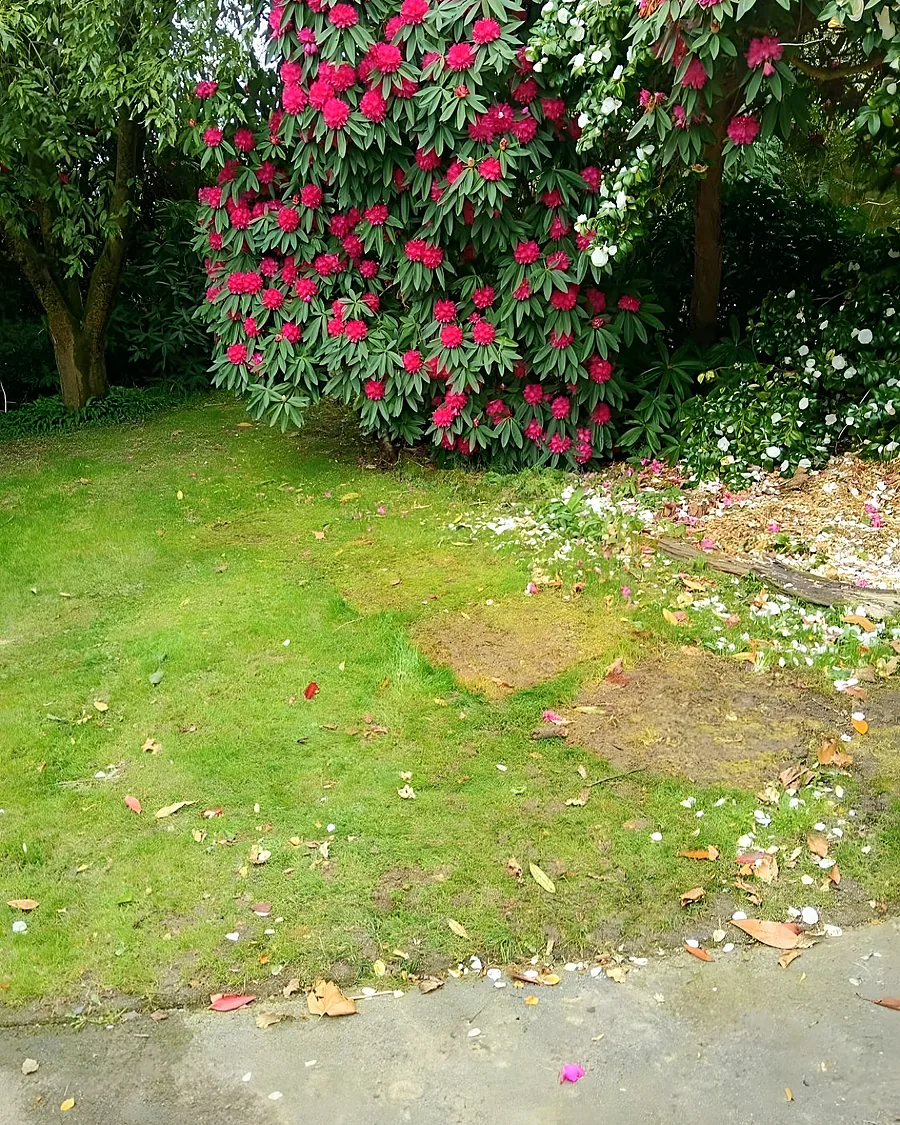 The same lawn with the bulk bags lifted and taken away